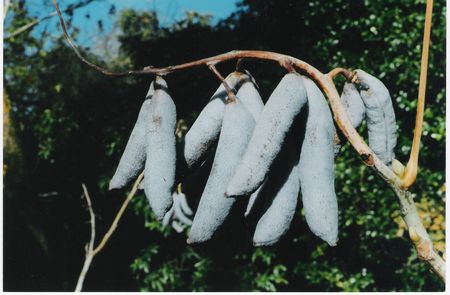 Decaisnea fargesii